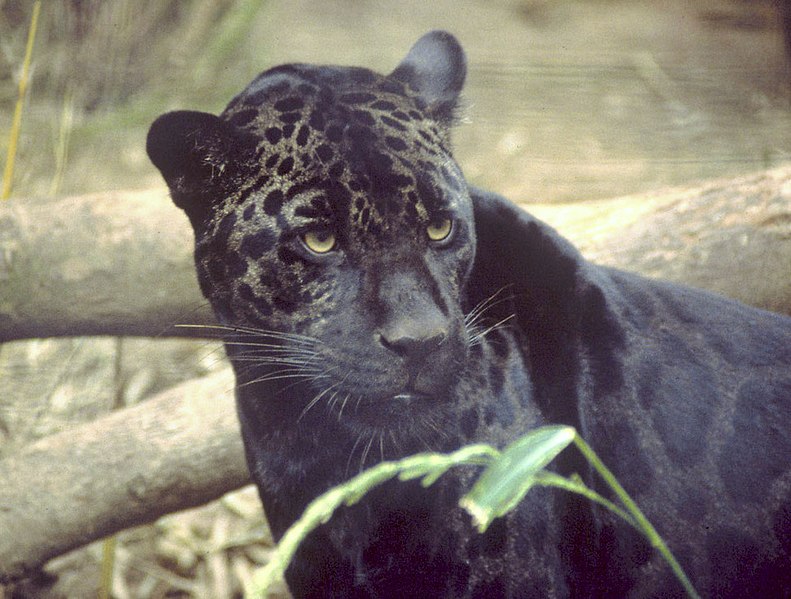 Archivo:Black jaguar.jpg