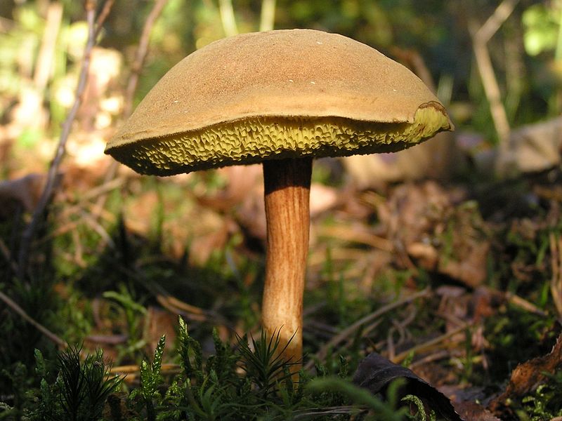 Файл:Boletus subtomentosus.jpg