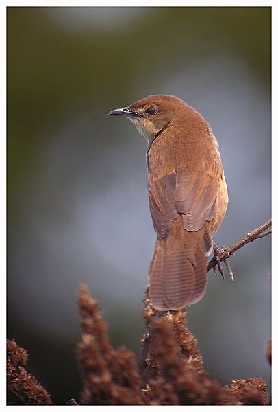 File:Broad-tailed Grassbird.jpg