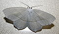 Pale Beauty, Campaea perlata