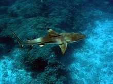 View from above of a brown shark with a rounded snout, swimming over algae-covered rocks