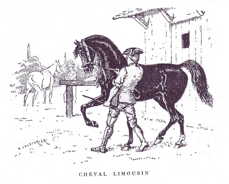 File:Cheval limousin Champion.jpg