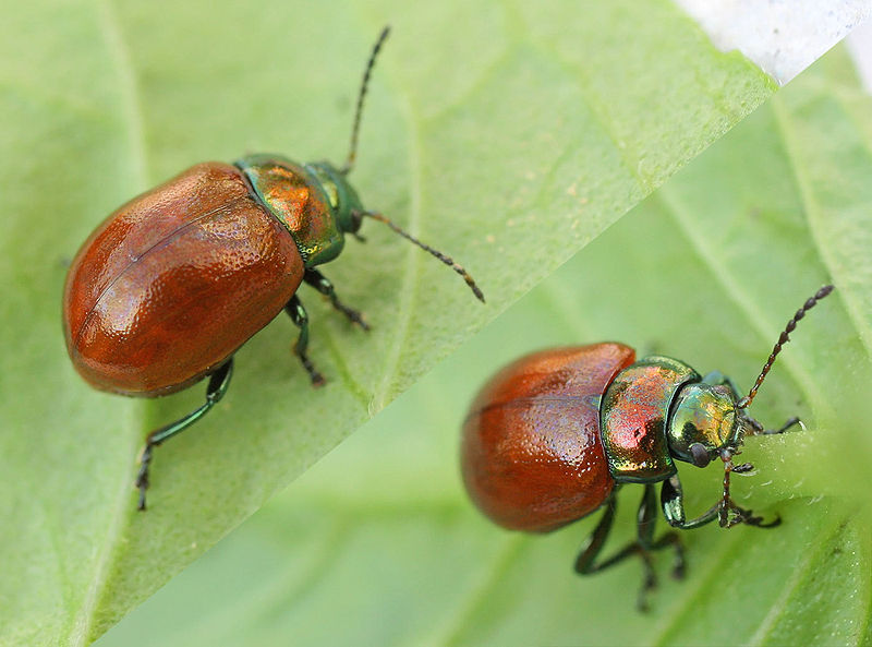 Archivo:Chrysolina polita01.jpg