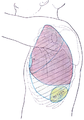 Side of thorax, showing surface markings for bones, lungs (purple), pleura (blue), and spleen (green).