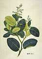 Griselinia lucida