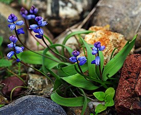 Hyacinthella nervosa, район Чукурова, Турция