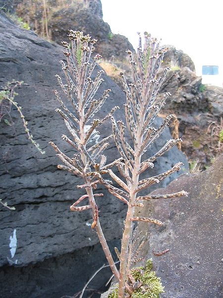 Файл:Kalanchoe delagoensis (Habitus).jpg