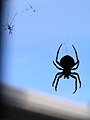 An Okanogan orb-weaver silhouette