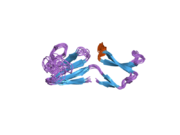 2iz3: SOLUTION STRUCTURE OF HUMAN AND PORCINE BETA-MICROSEMINOPROTEIN