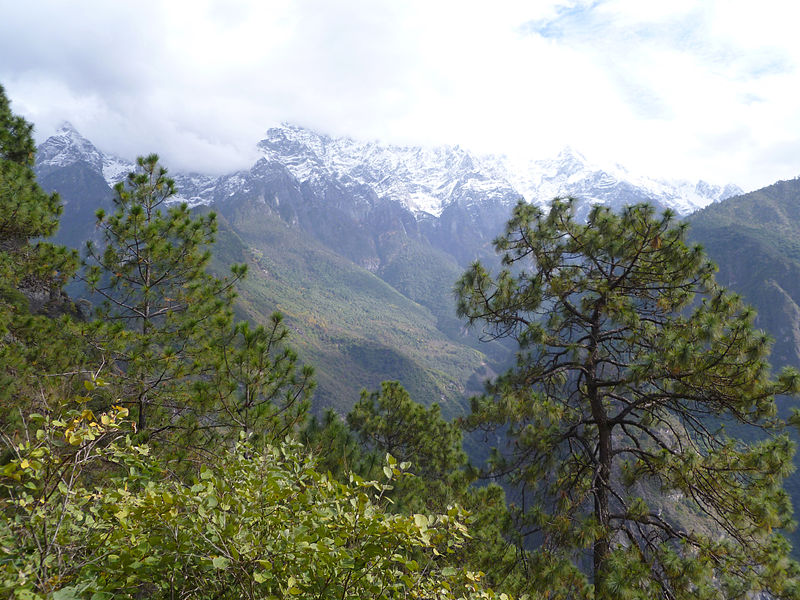 File:Pinus yunnanensis Yulongxueshan.jpg