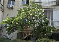 Flowering tree of Plumeria rubra decorating a garden in Tel Aviv, Israel