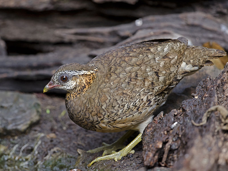 File:Scaly-breasted Partridge.jpg