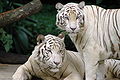 White morph of Royal Bengal Tiger