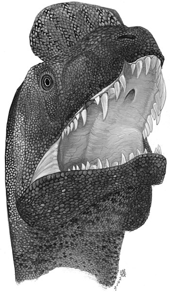 File:Sinosaurus.jpg