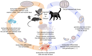 Ciclo de vida de Toxoplasma (Sarcocystidae)