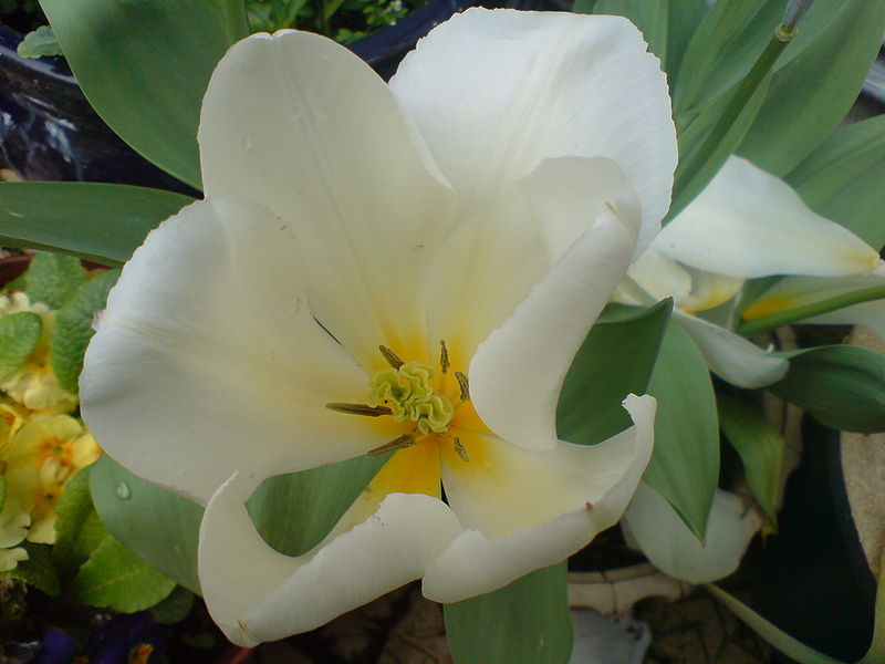 File:Whiteflowercloseup.JPG