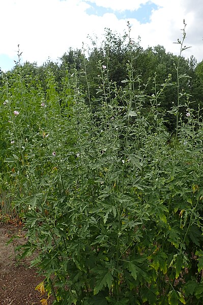 File:Althaea cannabina kz03.jpg