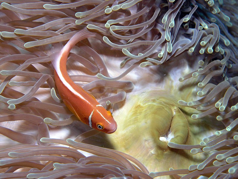 File:Amphiprion perideraion, Heteractis.jpg