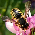 Anthidium manicatum Фото: Bruce Marlin