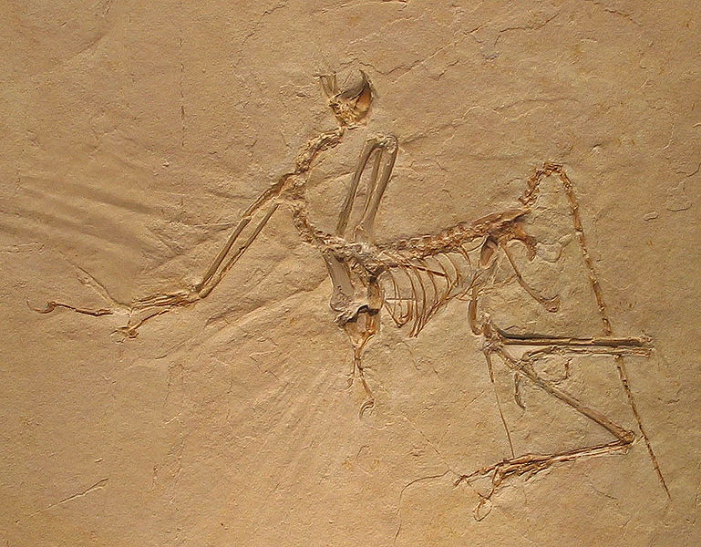 Файл:Archaeopteryx bavarica Detail.jpg