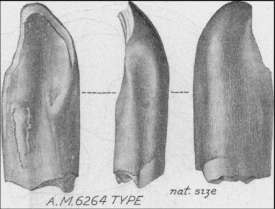 Голотип A. mongoliensis (AMNH 6264) с различных ракурсов