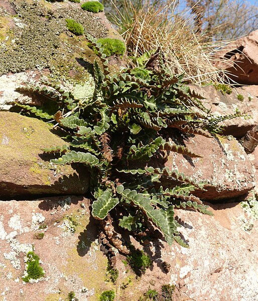 Archivo:Asplenium ceterach 030208d.jpg