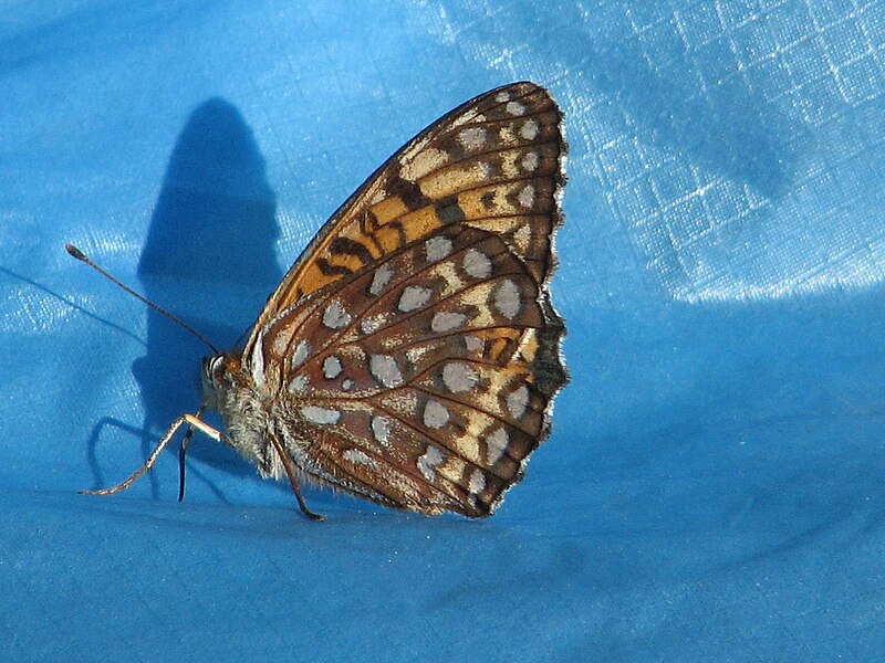 File:Atlantis Fritillary.jpg