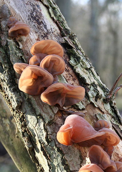 File:Auricularia auricula-judae (xndr).jpg