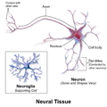 Neural tissue