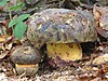 Boletus torosus