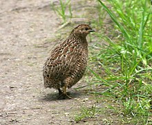 Brown quail, Synoicus ypsilophorus