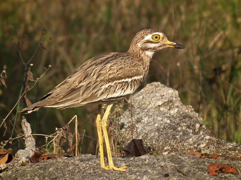 Archivo:Burhinus indicus, central India.jpg