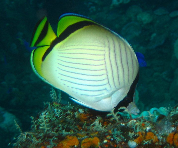 File:Chaetodon vagabundus.jpg