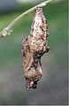 Chrysalis of Gulf fritillary