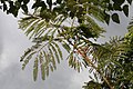 Jardín Botánico Else Kientzler, Sarchi Norte, Costa Rica.