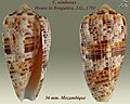 Conus nimbosus Hwass in Bruguière, J.G., 1792