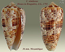 Conus nimbosus 2.jpg