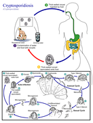 Ciclo de vida de Cryptosporidium parvum (Cryptosporidiidae)