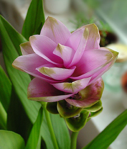 Archivo:Curcuma alismatifolia B.jpg