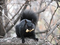 Black (melanistic) eastern gray squirrel, Ottawa, Ontario