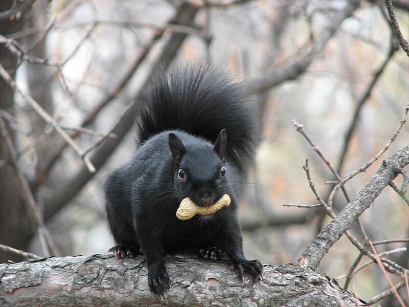 File:Eastern Grey Squirrel-black.jpg