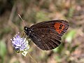 山麓紅眼蝶 Erebia meolans