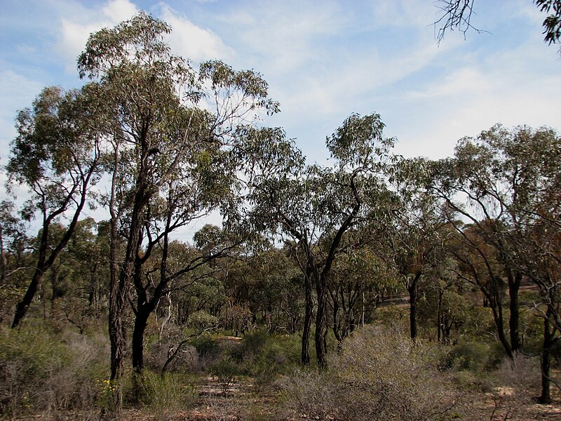 File:Eucalyptus tricarpa 7061.jpg