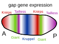 Image 1Gap genes in the fruit fly are switched on by genes such as bicoid, setting up stripes across the embryo which start to pattern the body's segments. (from Evolutionary developmental biology)