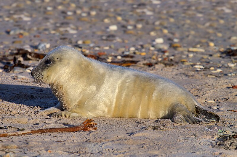 File:Juvenile Grey Seal.jpg