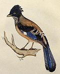 Thumbnail for Black-headed jay