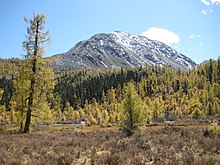 Larix potaninii autumn 1.jpg