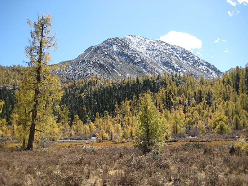 File:Larix potaninii autumn 1.jpg