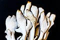 Maitake, a polypore mushroom