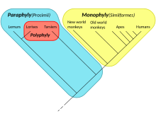 Monophyly, paraphyly, polyphyly.svg